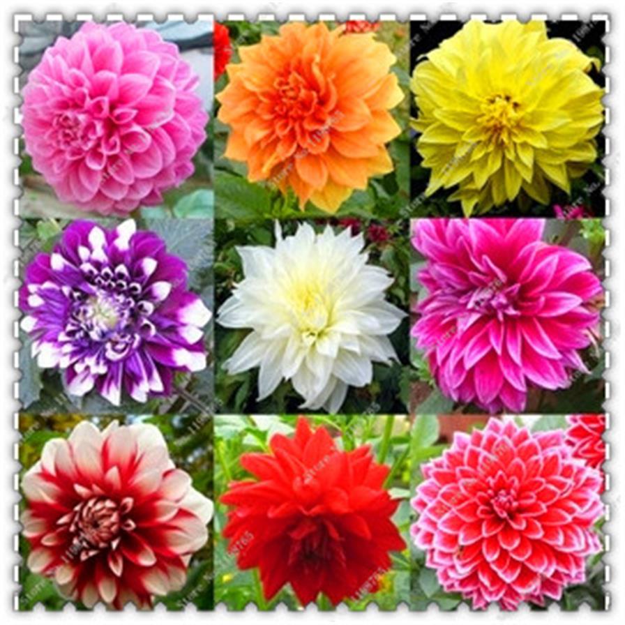 

100 pcs/ bag Rare Mixed Dahlia Seeds Outdoor Bonsai Potted Balcony Gorgeous Flower Blooming Perennial Garden Plant Easy to Grow174w