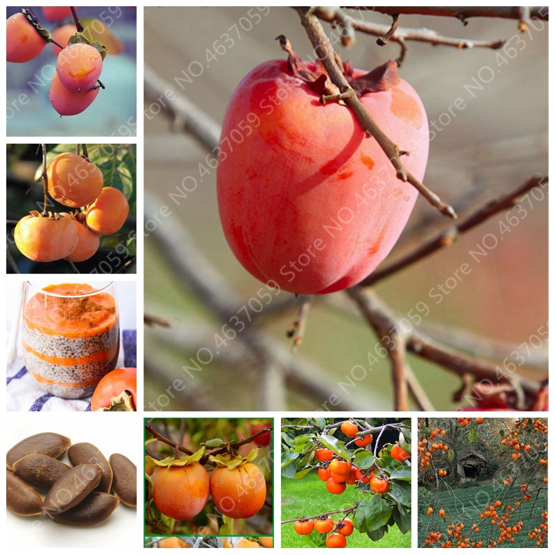 

10pcs seeds Exotic Bonsai Persimmon Fruit Tree Outdoor Ebenaceae Indoor Potted Diospyros Kaki fruta Planta Home Garden plants Natural Growth Variety of Colors