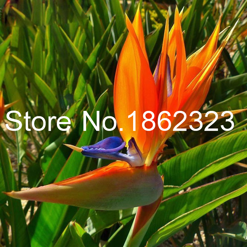 

100 pcs seeds strelitzia reginae flower Indoor Potted Plant Flowers Bird of Paradise bonsai Jardim Sementes- tropical bonsai Purify The Air Absorb Harmful Gases