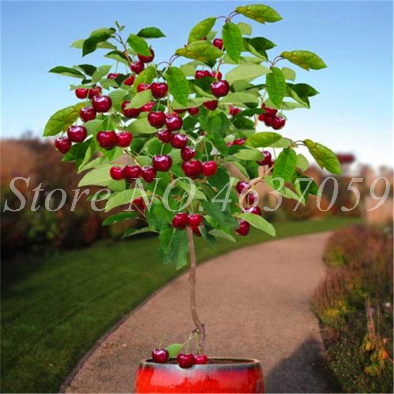 

20 pcs seeds / bag Mini Cherry Flores Bonsai Tree Organic Natural Growth Fruit Pot for Home Garden Flower Fruta Pot Decorative Landscaping Radiation Protection