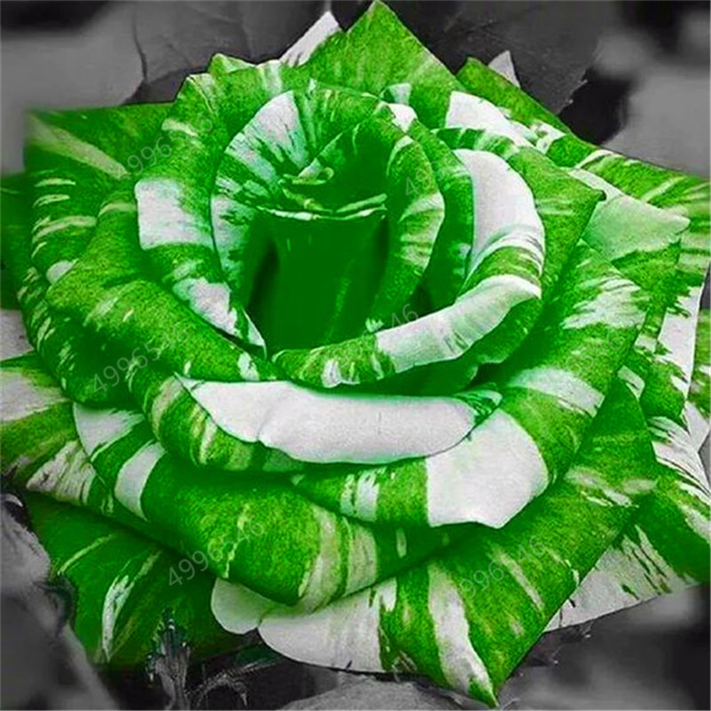 

100 pcs rose seeds Variety of Colors Garden Supplies Fast Growing Planting Season Aerobic Potted Beautifying And Air Purification The Germination Rate 98%