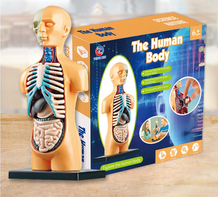 

Early Education Human Toys Skeleton Model set Steam Biology primary and middle school students DIY assembly manual puzzle toys