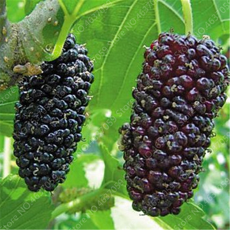 

100 Pcs seeds Mulberry Bonsai Rare Berry Tree Exotic Plant Pakistan Fruit Bonsai Large Super Sweet Non-GMO Fruta For Garden Decor The Budding Rate 98% Aerobic Potted