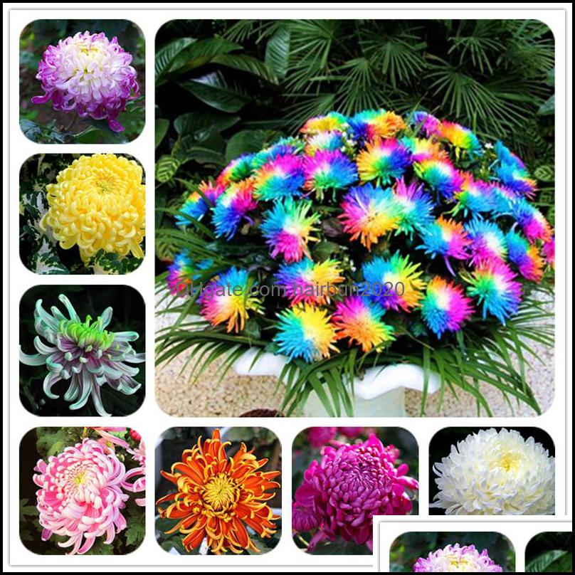 

Other Garden Supplies Patio Lawn Home ! 100 Pcs Rainbow Chrysanthemum Seeds Bonsai Flower Potted Plant Perennial Flowers For Purify The A