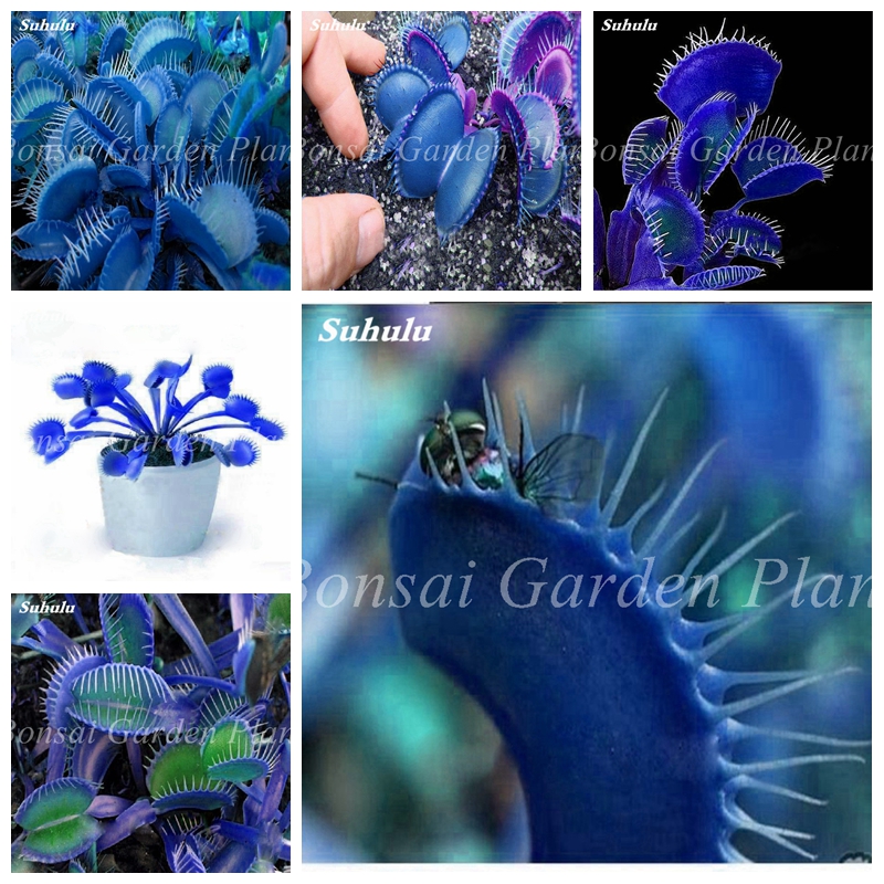 

100 Pcs seeds Potted Insectivorous Bonsai Plant Blue Dionaea Muscipula Carnivorous Giant Clip Venus Flytrap Planta Decorative Landscaping Radiation Protection