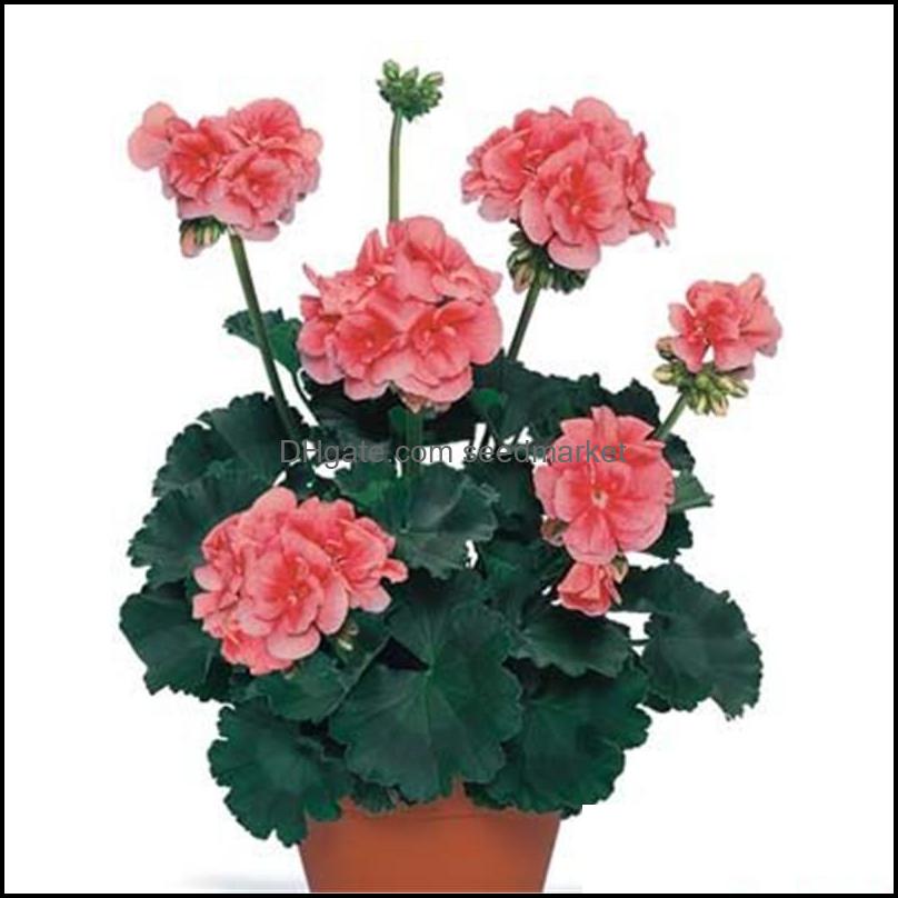 

Garden Decorations Patio Lawn Home 100Pcs Geranium Seeds Bonsai Fresh Plants For The Germination Variety Otev7