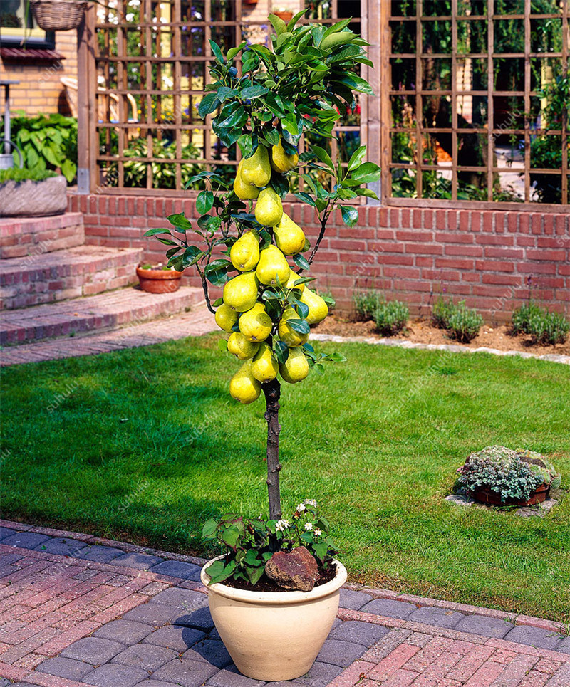 

20 Pcs Pear seeds Natural Growth Variety of Colors Garden Supplies Fast Growing Decorative Landscaping Aerobic Potted Radiation Protection Planting Season