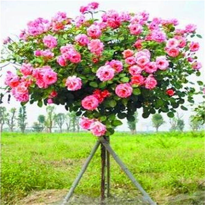 

100Pcs seeds Mix-color rose tree rare flower Bonsai home garden planting Potted,Balcony & Yard plant Decorative Landscaping Aerobic Potted Radiation Protection