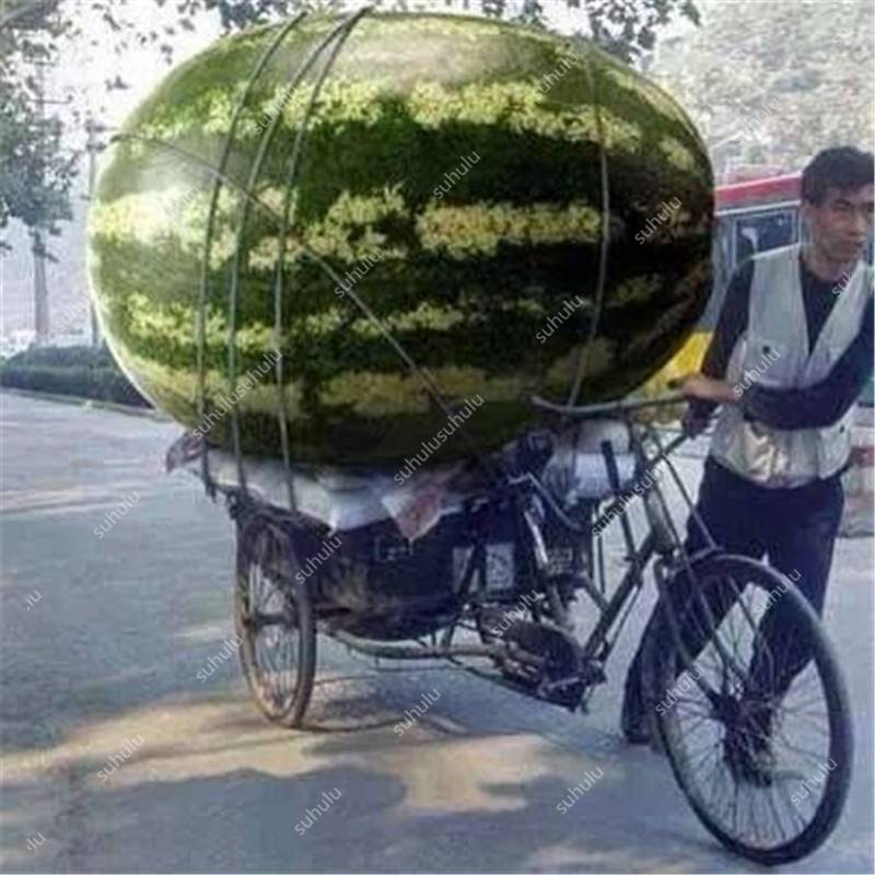 

30 Pcs seeds Organic Fruit Giant Watermelons bonsai Delicious Chinese Fruit Various Shapes Water Melon plants Home Garden Planting Variety of Colors Aerobic Potted