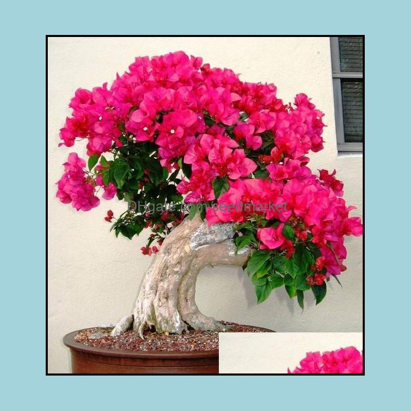 

Other Garden Supplies Patio Lawn Home 200Pcs 100% Original High Quality Mix-Color Bougainvillea Spectabilis Willd B Oth9D