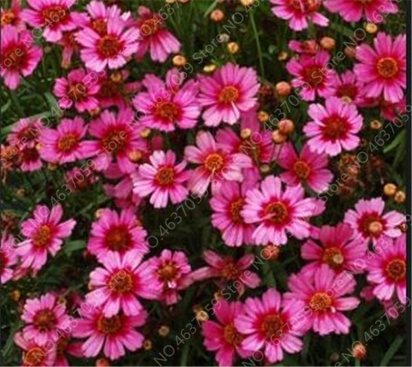

Charming Rainbow Coreopsis Flower Bonsai 100 pcs seeds Rare Potted Cosmos Chrysanthemum Home Garden Flowers Beautiful Your Garden Natural Growth Variety of Colors