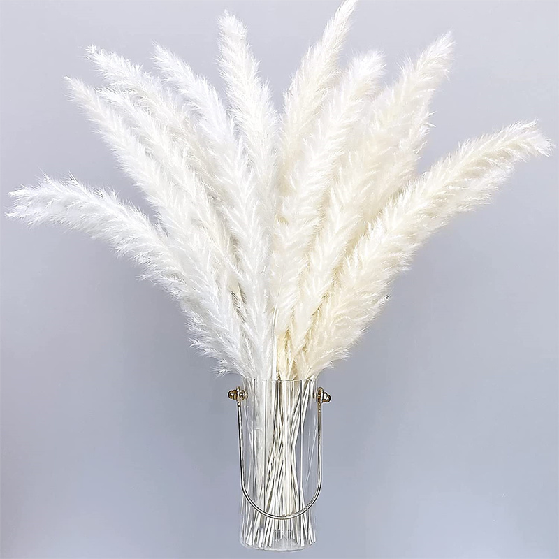 30pcs Bulrush Natural Dried Pampa Grass Flowers Dry Plants Small Flower for Decoration Fall Wedding Home Decor Real Pampas Grass In Bouquet-image-764773254