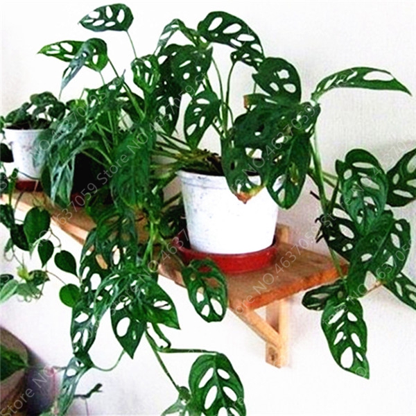 

100 Pcs/ bag Rare Palm Turtle Leaves Monstera Bonsai Outdoor Potted Plant Tree Bonsai Mix Home Perennial Foliage Plants Flower The Budding Rate 98% Aerobic Potted