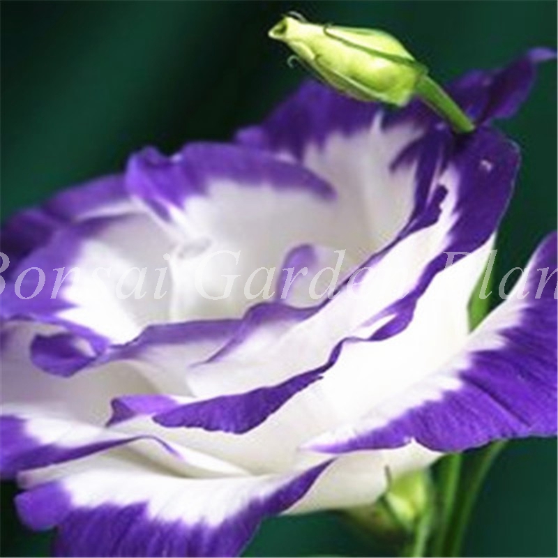 

100 pcs seeds / bag Bonsai Eustoma Flower Plant Outdoor & Indoor Balcony Flower Potted Blooming Planta for Home Garden Purify The Air Natural Growth Variety of Colors