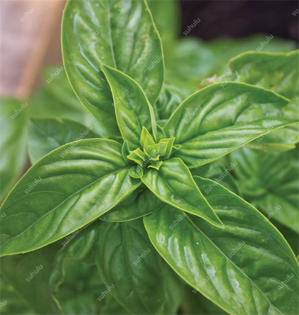 

Sale! 100 pcs Basil seeds Fast Growing All for a summer residence Planting Season Natural Growth Variety of Colors Aerobic Potted Purify The Air Absorb Harmful Gases