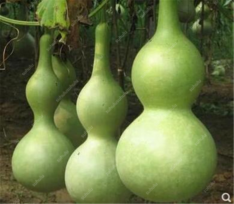 

20 Pcs Gourd seeds Organic Non-GMO Delicious Tasty Natural Growth Variety of Colors Garden All for a summer residence Purify The Air Absorb Harmful Gases