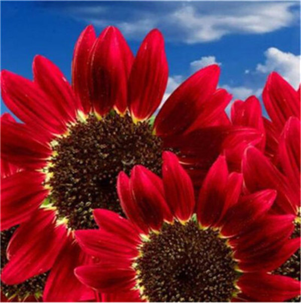 

50 Pcs seeds / bag Sunflower Bonsai 11 kinds Sun Fortune Bloom Garden Potted Plants Jardin Blooming Flowers Easy To Grow Decorative Landscaping Radiation Protection