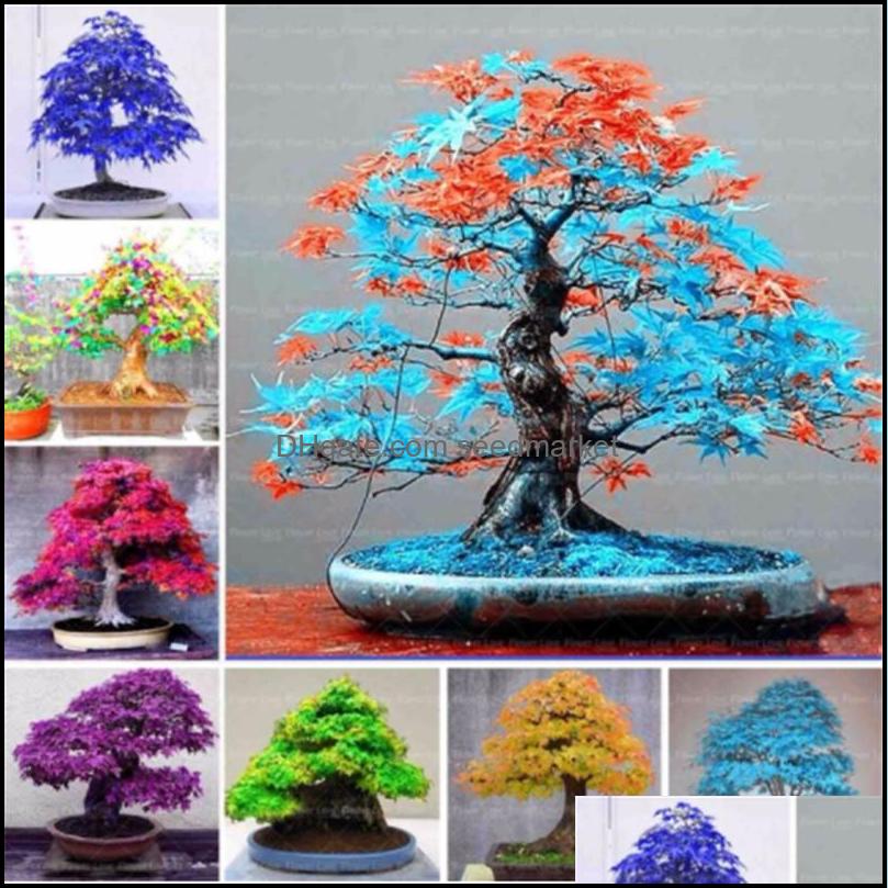 

Other Garden Supplies Patio Lawn Home Japanese Rare Maple Seeds 30 Pcs/Bag Mixed Toronto Leafs Tree Perennial Ornamental Plants Fire Bons