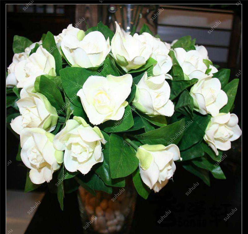 

20 Pcs Jasmine seeds Fast Growing Fresh Showy Planting Season Purify The Air Absorb Harmful Gases All for a summer residence Natural Growth Variety of Colors