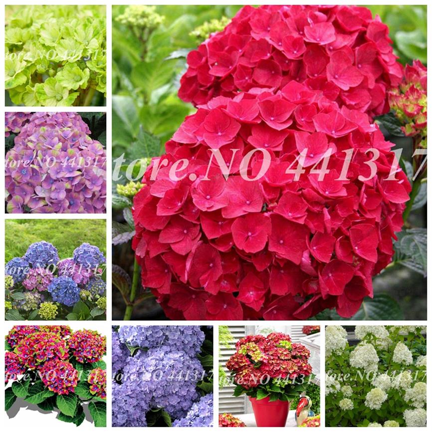 

100 Pcs Seeds Climbing Hydrangea Bonsai Hydrangea Paniculata 'Vanilla Fraise' Potted Hydrangea Flower Plant for Home Gar298t