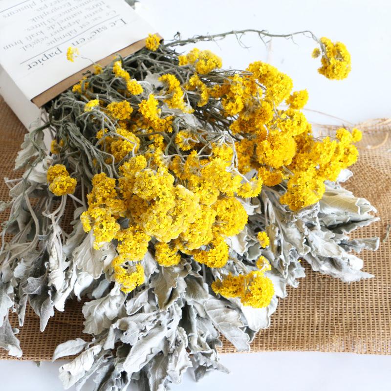 

Decorative Flowers & Wreaths 10pcs,Nature Preserved Dusty Miller Bouquet,Eternal Silverleaf DIY Dry Glass Cover Floating Flower Material Wed, Pink