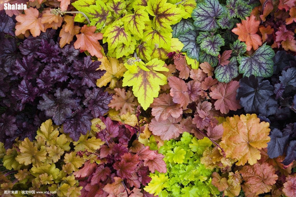

Colorful Heuchera 100 Pcs seeds Coral Bell Flower Bonsai Plants Flower Beautiful Green Plant For Home & Garden Decor Natural Growth Variety of Colors Aerobic Potted