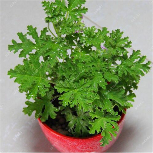 

100 Pcs seeds Mosquito Grass Decorative Landscaping Variety of Colors The Germination Rate 98% Fast Growing Planting Season Purify The Air Absorb Harmful Gases