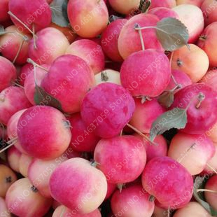 

20 pcs seeds / bag Four Seasons Potted Crab Apple Tree Plant Outdoor Balcony Vegetables Fruits Bonsai Plant DIY Home Garden Easy Grow Natural Growth Variety of Colors