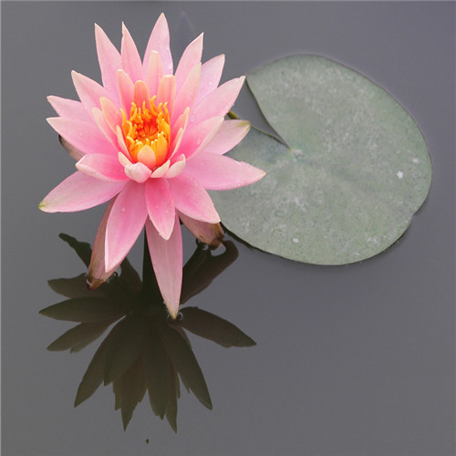 

10 pcs Lotus seeds Fresh Showy Fast Growing Garden Supplies Planting Season Purify The Air Absorb Harmful Gases Natural Growth Variety of Colors Aerobic Potted