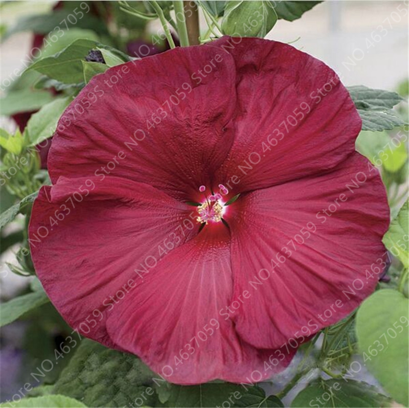 

100 Pcs seeds Giant Hibiscus Bonsai Mixed Color Rosa-Sinensis Flower Hibiscus Tree Outdoor Bloom Garden Easy Grow Natural Growth Variety of Colors Aerobic Potted