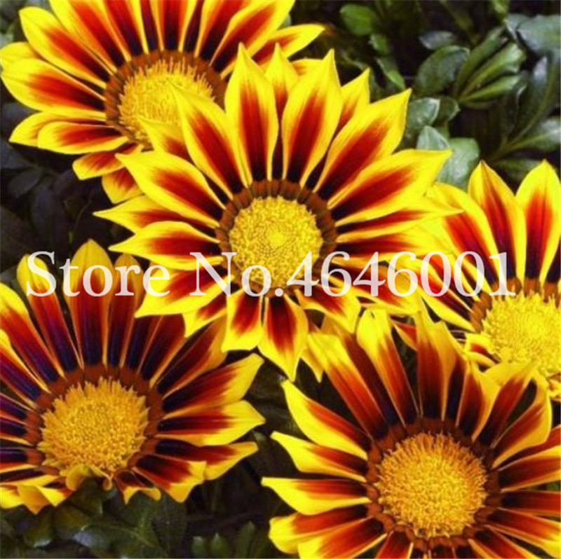 

100 Pcs seeds Popular Gorgeous Gazania Rigens Bonsai Rare Flower Plant Africa Bonsai For Home Garden Supplies Natural Growth Variety of Colors Aerobic Potted