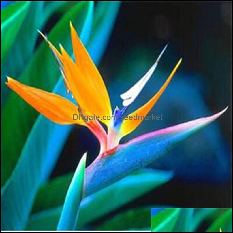 

Garden Decorations Patio Lawn Home 100Pcs Strelitzia Flower Seeds Bonsai Rare Plants For The Birthday Party Decorative Beautifying And Ai