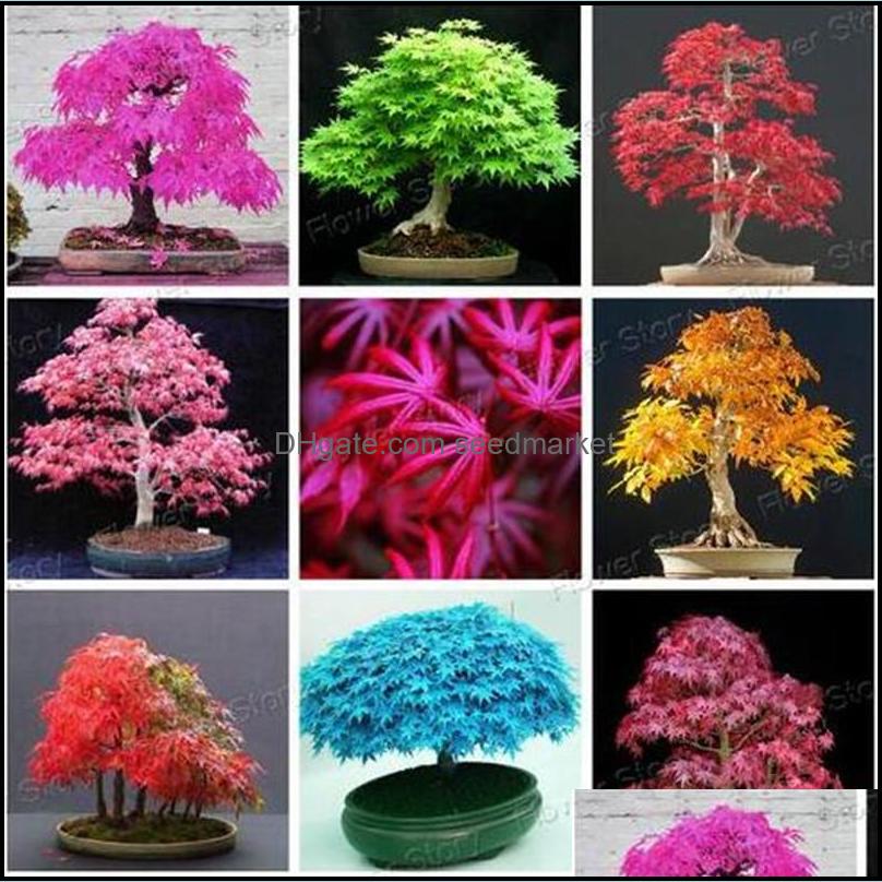 

Other Garden Supplies Patio Lawn Home 20 Pcs Blue Fire Maple Tree Seeds Bonsai Rare Yellow Red Japanese Seed Plants For Flower Drop Deliv