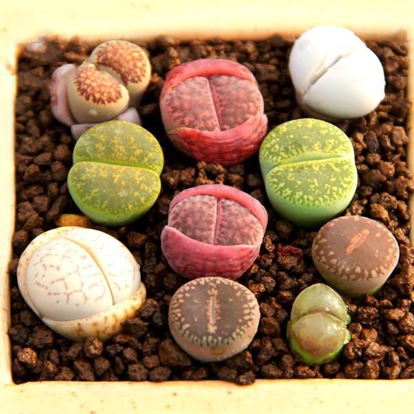 

50 pcs lithops seeds Fresh Showy Decorative Landscaping Aerobic Potted Radiation Protection Natural Growth Variety of Colors All for a summer residence