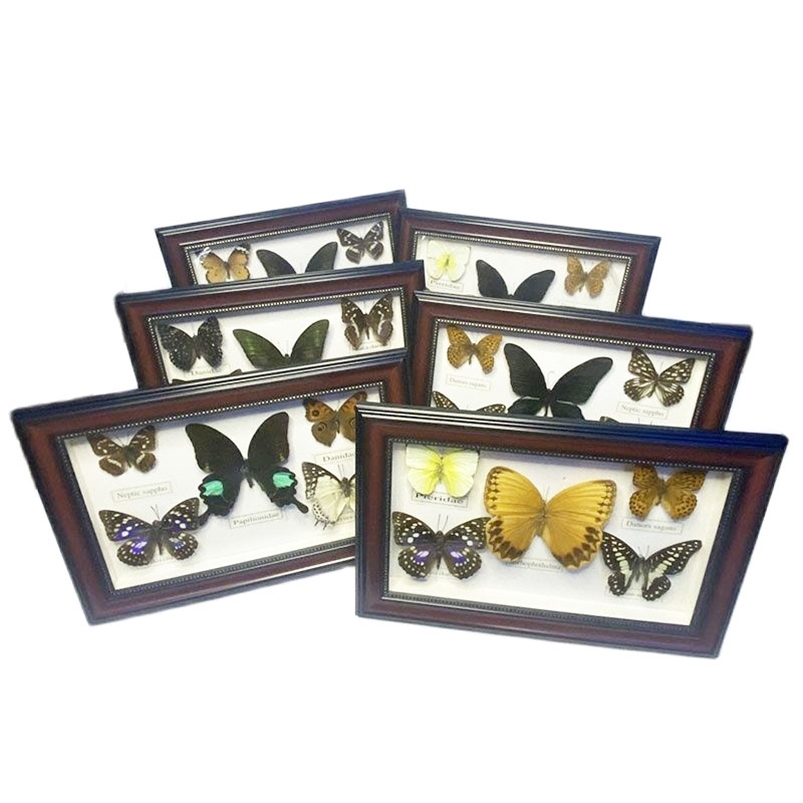 

Pretty Butterfly Real Specimen Education Material Collection/Butterfly Specimen Artwork Material Decor 220414