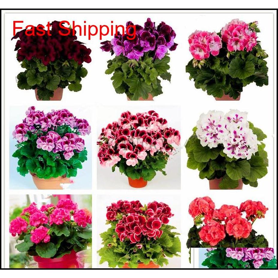 

Other Supplies Patio Lawn Home Drop Delivery 2021 Real Import Geranium Seeds Perennial Bonsai Flower Pelargonium Plants Potted For260l
