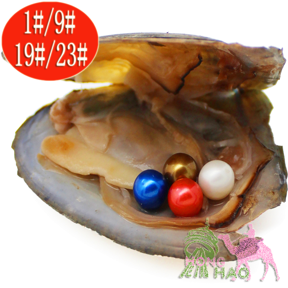 

Vacuum Packaging Oyster Wish Freshwater Pearls Pearl Shell Different from Pearls Pearls Color Pearl Mystery Gift Surprise