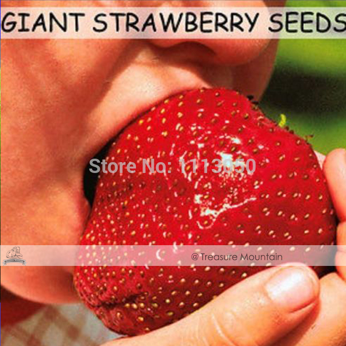 

Free shipping 300 Seeds / Pack, Super Giant Strawberry Fruit Seed Apple Sized