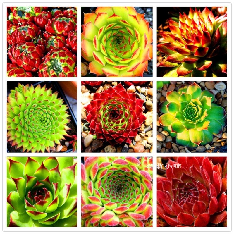 

Fresh Succulent Plant Seeds 30 Seeds Home Rock Garden Gorgeous Round Leaf - RARE Mixed ECHEVERIA Purpusorum Seeds Free Shipping