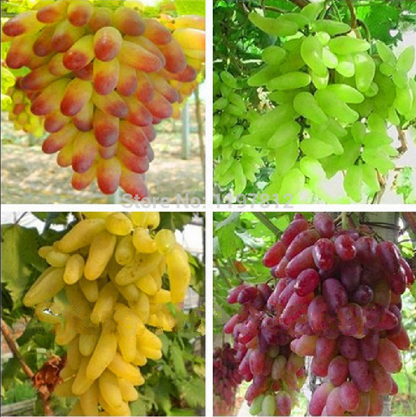 

Free shipping, Senior Courtyard Plants , Delicious Fruit , Gold Finger Grape Seeds , 4 Kinds mixed colors total 80 Seeds