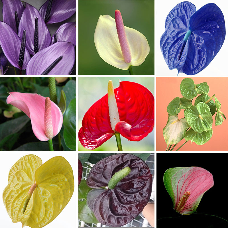 

100/bag Rare Flower Seeds Anthurium Andraeanu Seeds Balcony Potted Plant Anthurium Flower Seeds for DIY Home Garden