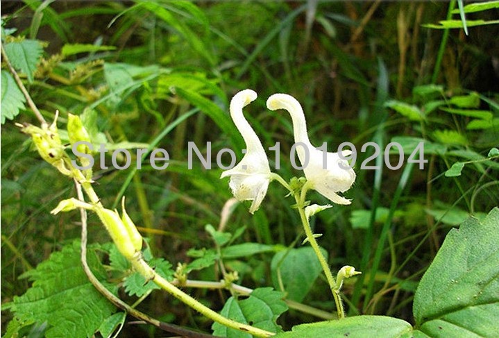 

Free shipping world swan rare orchid seeds, a packet of 100 seeds, beautiful plants swan flower.