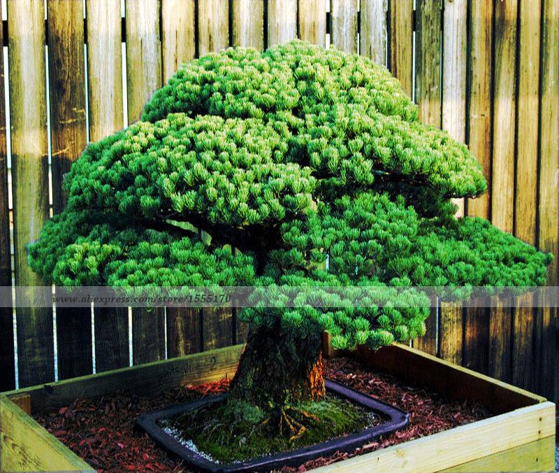 

Japanese White Spruce Pine, Pinus parviflora, Tree Seeds Bonsai Evergreen - 50 pcs