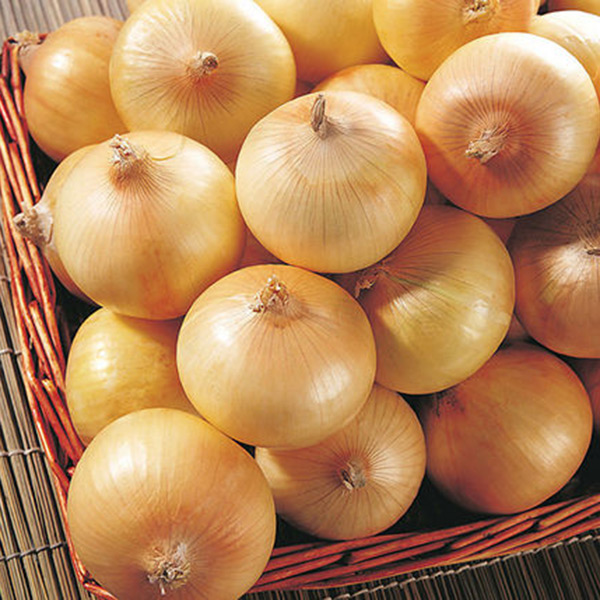 

New Delicious 100pcs Giant Onion Seeds Organic Russian Heirloom Garden Supplies For Fun Interest DIY
