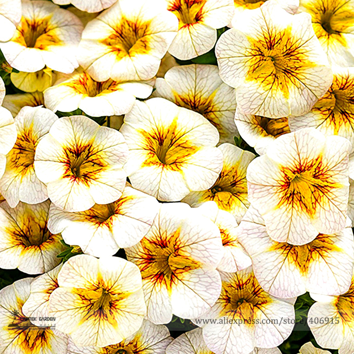 

Rare Superbells Frostfire Calibrachoa Petunia Annual Flower Seeds, Professional Pack, 100 Seeds / Pack, Large Blooming Flower