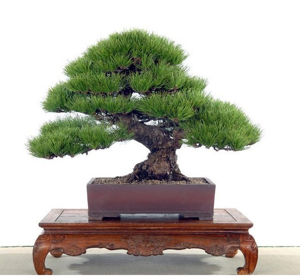

wholesale !!50pcs Japanese pine tree seeds, Pinus thunbergii seeds, bonsai seeds DIY home garden