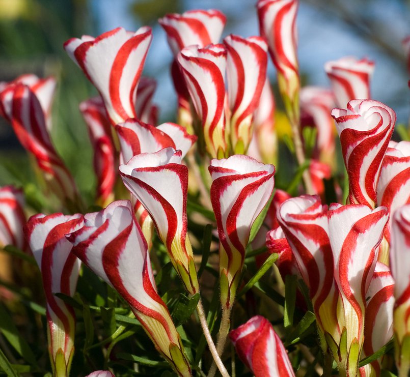 

Oxalis Versicolor Flowers Seeds 100pcs World's Rare Flowers For Garden Home Planting Flowers Semillas