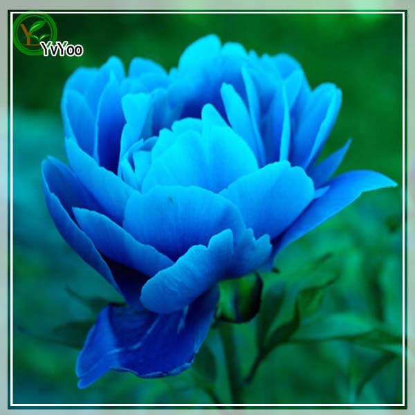 

Blue peony Seeds Flower Seeds Indoor Bonsai plant 20 particles / lot R011