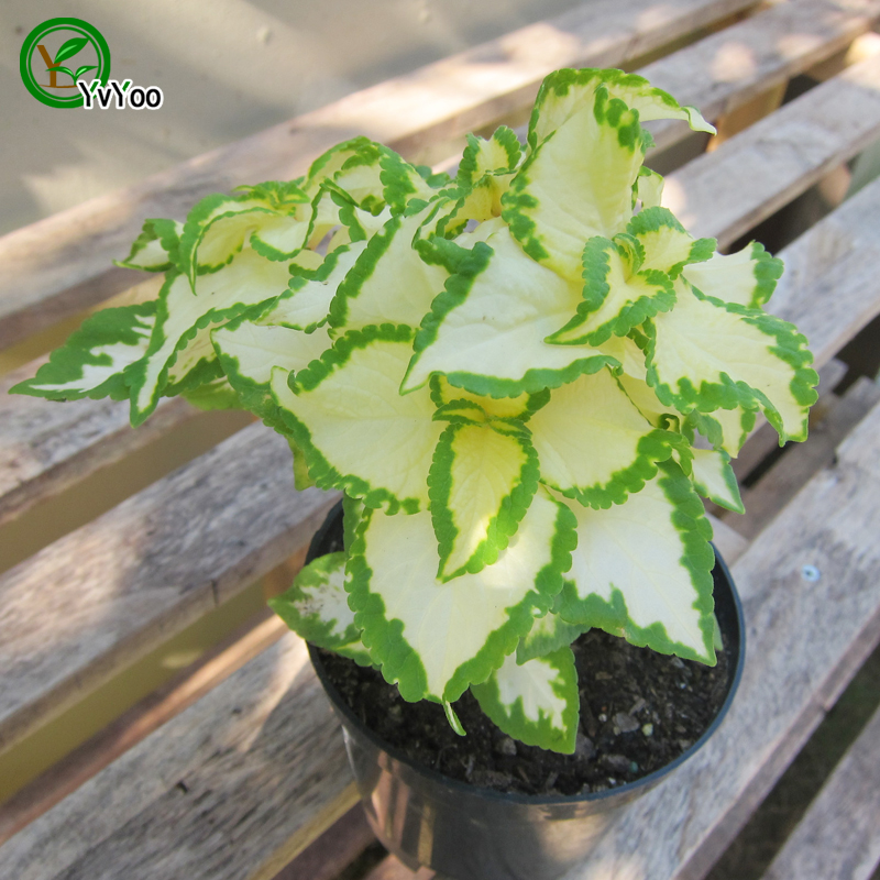 

Coleus Seeds Grass Seeds Very Beautiful Garden Plants Decorative DIY 30 PCS w003