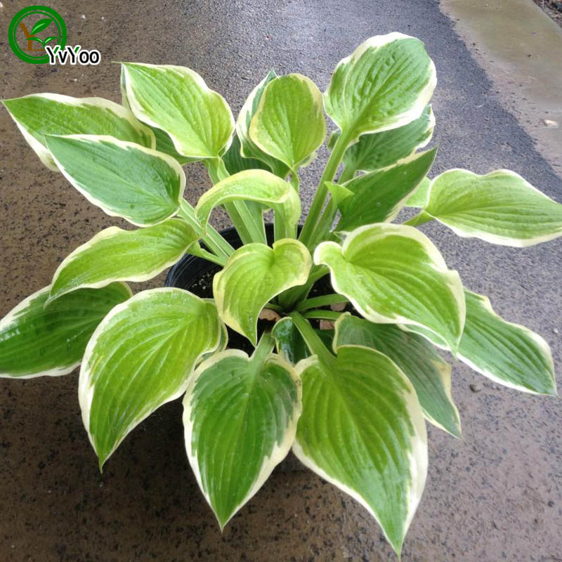 

Hosta Seeds Rare Flower Seeds DIY Home Garden plant Easy to Grow 20 Particles / lot k001